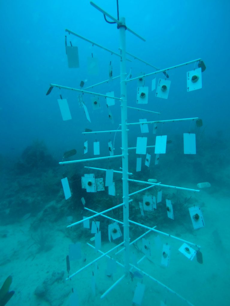 The finished product of a coral nursery tree, which will later be harvested for outplanting