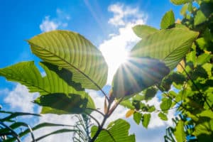 Kratom leaves